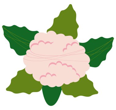 fresh cauliflower vegetable healthy food