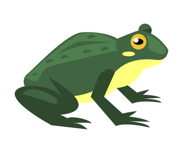 Grön Groda Amfibiedjur Karaktär — Stock vektor