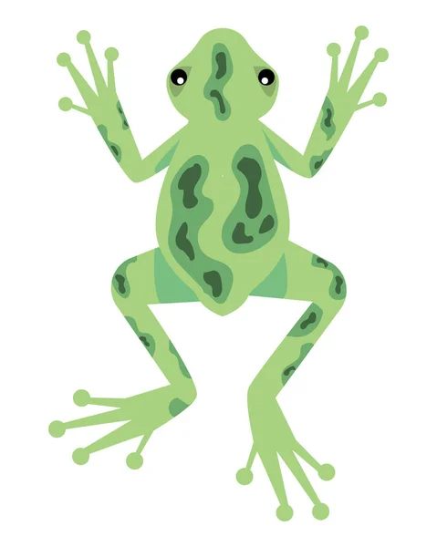 Green Exotic Frog Airview Animal — Vector de stock