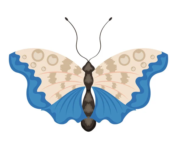 Blau Weißes Schmetterlingsinsekt — Stockvektor