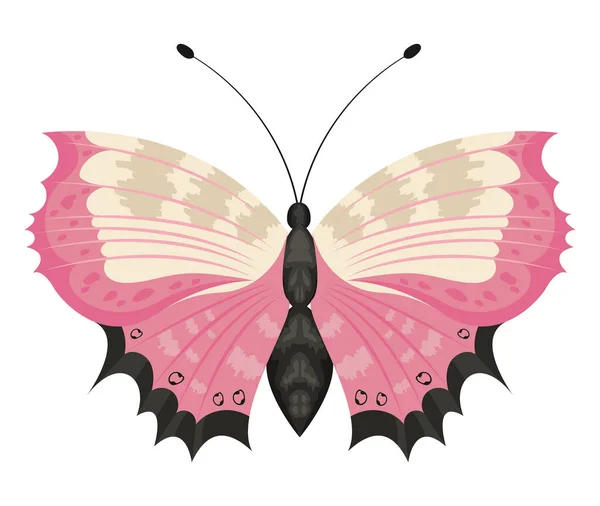 Pink White Butterfly Insect — Vector de stock
