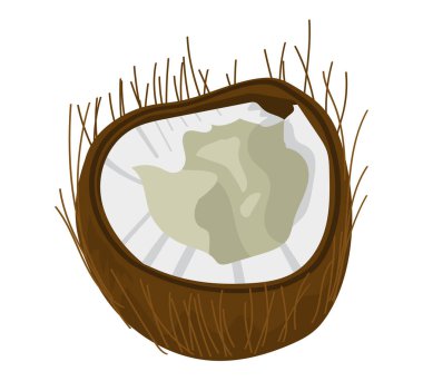 taze hindistan cevizi meyvesi sağlıklı simge