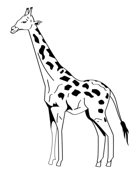 Giraff Djur Monokrom Stil Ikon — Stock vektor