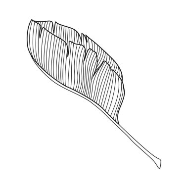 Yaprak bitkisi yaprağı çizim simgesi