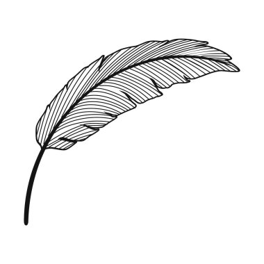 palm leaf plant foliage nature icon