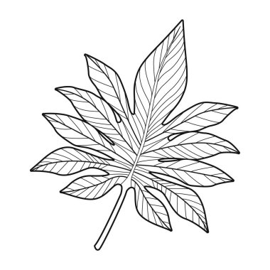 orman yaprağı bitki yaprağı doğa simgesi