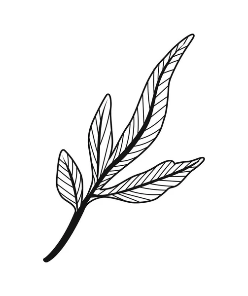 Zweig Mit Blättern Laub Symbol — Stockvektor