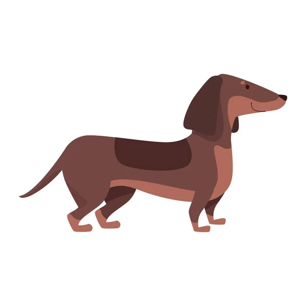 Dachshund Dog Mascot Domestic Character — Stock Vector