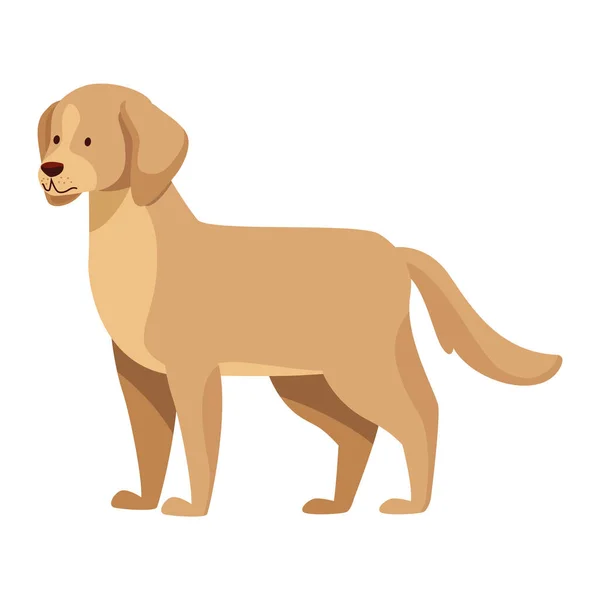 Golden Retriever Cão Mascote Personagem — Vetor de Stock