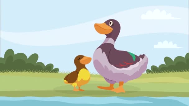 Mama Ente Und Baby Animation Video Animiert — Stockvideo