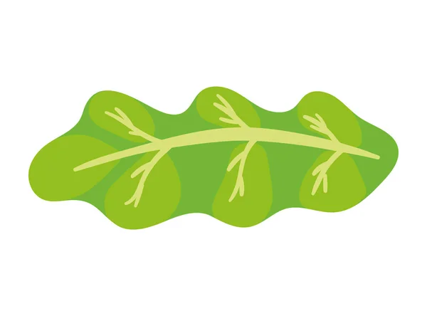 Fresh Lettuce Vegetable Healthy Food — Image vectorielle