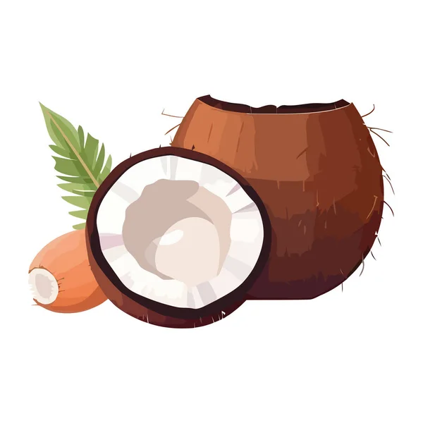 Verse Kokosnoot Een Tropisch Zomerdrankje Geïsoleerd — Stockvector