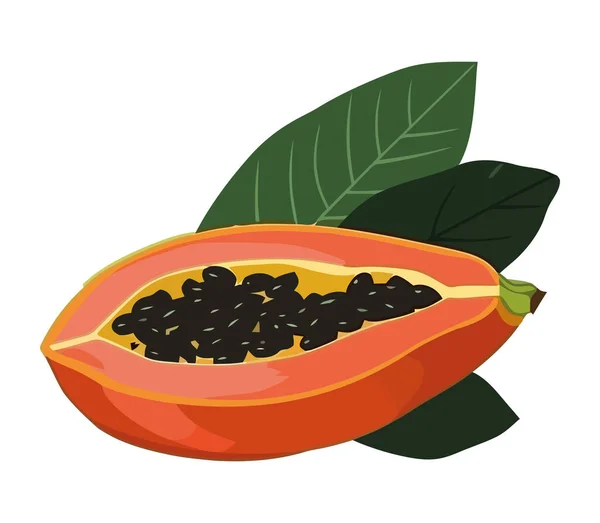 Reife Papayascheiben Frischer Und Gesunder Snack Isoliert — Stockvektor