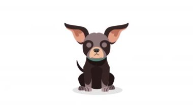 Şirin Chihuahua köpek maskotu animasyon 4k video animasyonu
