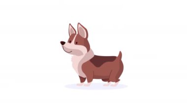 Şirin corgi köpek maskotu animasyonu 4k video animasyonu