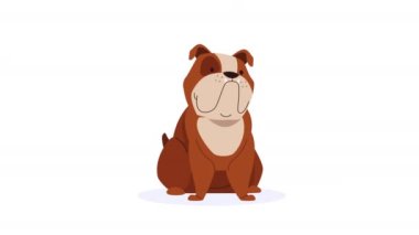 Dog English Bulldog maskot animasyonu 4k video animasyonu