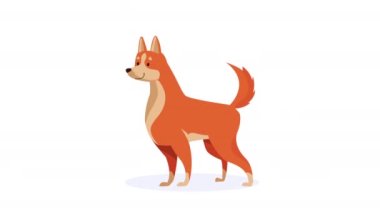 Köpek shiba inu maskot animasyonu 4k video animasyonu