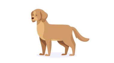 Golden retriever köpek maskotu animasyonu 4k video animasyonu