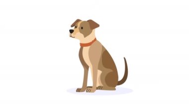 Köpek boksörü maskotu karakter animasyonu 4k video animasyonu