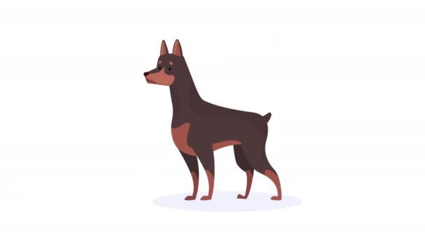 Hond Doberman Mascotte Karakter Animatie Video Geanimeerd — Stockvideo