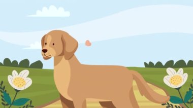 Golden retriever köpek maskotu animasyonu 4k video animasyonu