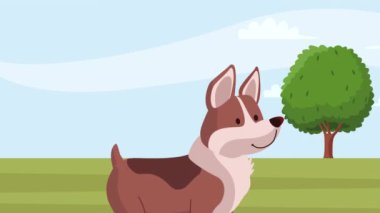 Şirin corgi köpek maskotu animasyonu 4k video animasyonu