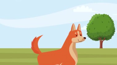 Köpek shiba inu maskot animasyonu 4k video animasyonu
