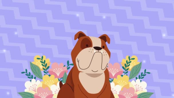 犬英語ブルドッグマスコットアニメ4Kビデオアニメ — ストック動画