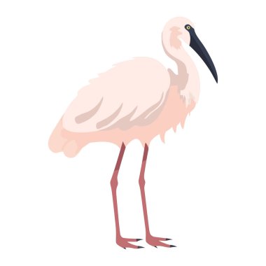 Beyaz arkaplan simgesi üzerindeki Ibis kuşu izole edildi