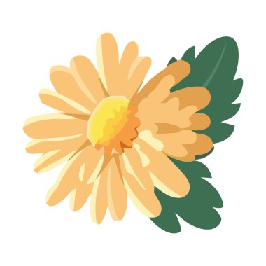 Sarı papatya yaprakları izole bir şekilde çiçek açar