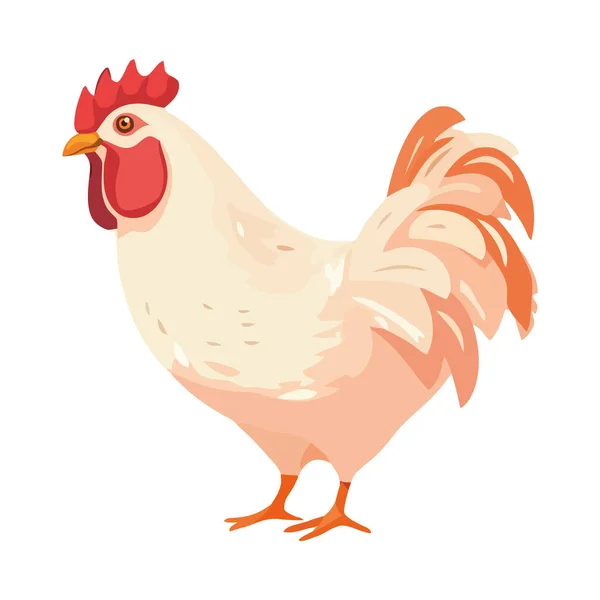 Free Range Chicken Standing Icon Isolated — Stock Vector