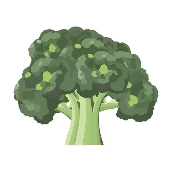 Vegetable Fresh Ripe Broccoli Icon Isolated — Stock Vector