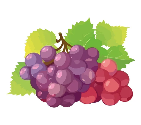 Fresh Grape Bunch Nature Juicy Refreshment Icon Isolated — Stock Vector