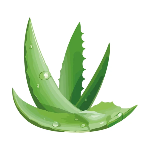 Hojas Verdes Aloe Vera Icono Belleza Naturaleza Aislado — Vector de stock