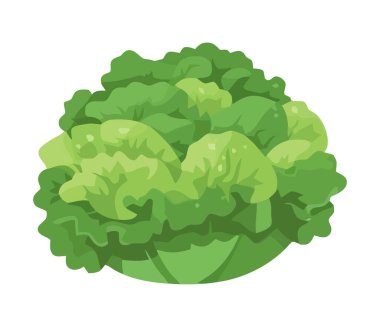 Taze organik marul, izole edilmiş sağlıklı bir vejetaryen yemeği.