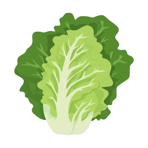 Frischer Bio Salat Gesunde Mahlzeit Isoliert — Stockvektor