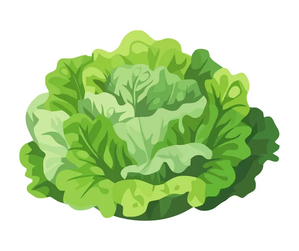 生菜是夏天隔离进食的健康素食 — 图库矢量图片