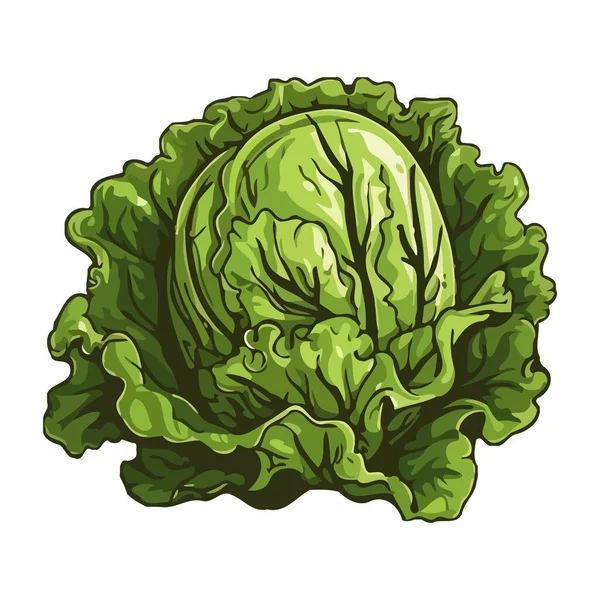 Čerstvý Organický Salát Kapusty Zelené Izolované — Stockový vektor