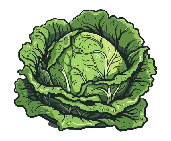 Cavolo Fresco Biologico Sano Gourmet Vegetariano Isolato — Vettoriale Stock