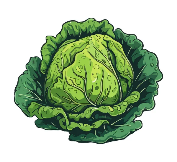 Frisches Bio Salat Reifes Gemüse Isoliert — Stockvektor