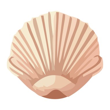 Yaz deniz kabuğu, su yumuşakçaları ve hayvan kabukları izole.