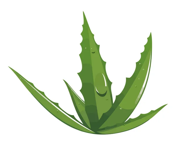 Feuilles Vertes Fraîches Une Plante Succulente Isolée — Image vectorielle