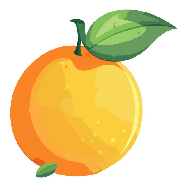 Fruta Naranja Fresca Madura Jugosa Aislada — Archivo Imágenes Vectoriales