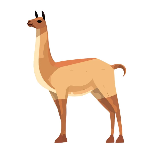 Lama Sauvage Caractère Animal Pérubien Isolé — Image vectorielle