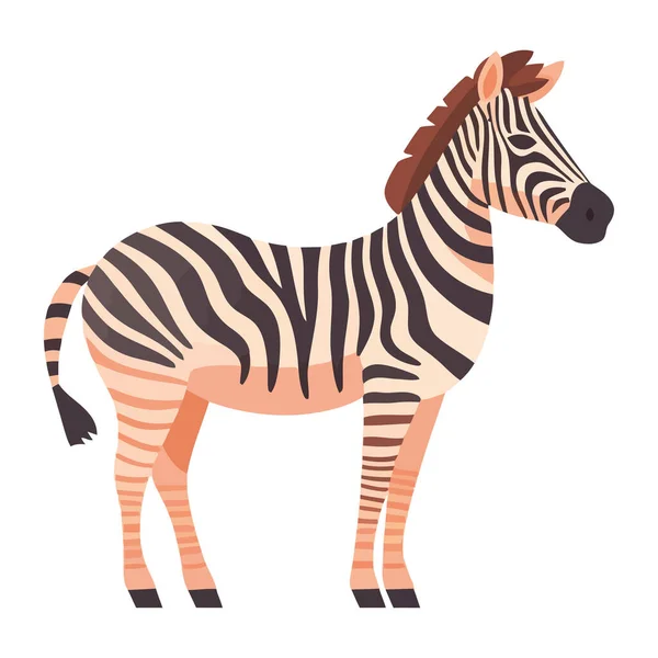 Striped Zebra Standing Savannah Beautiful Animal Nature Isolated — Stock Vector
