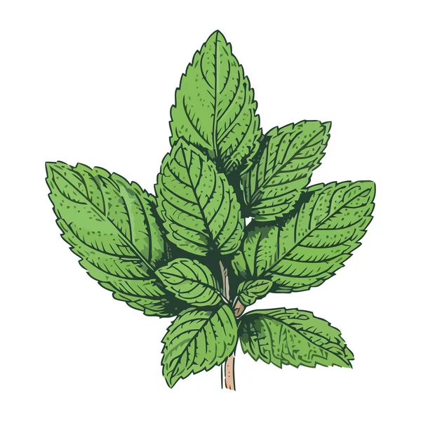 Couleur Verte Des Herbes Structure Foliaire Isolée — Image vectorielle