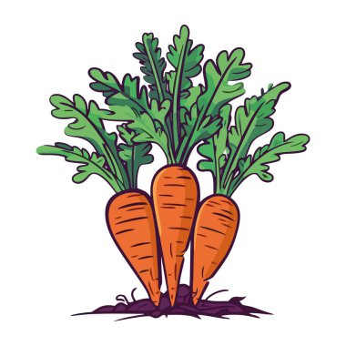 Taze organik havuç, izole edilmiş sağlıklı bir vejetaryen yemek ikonu.