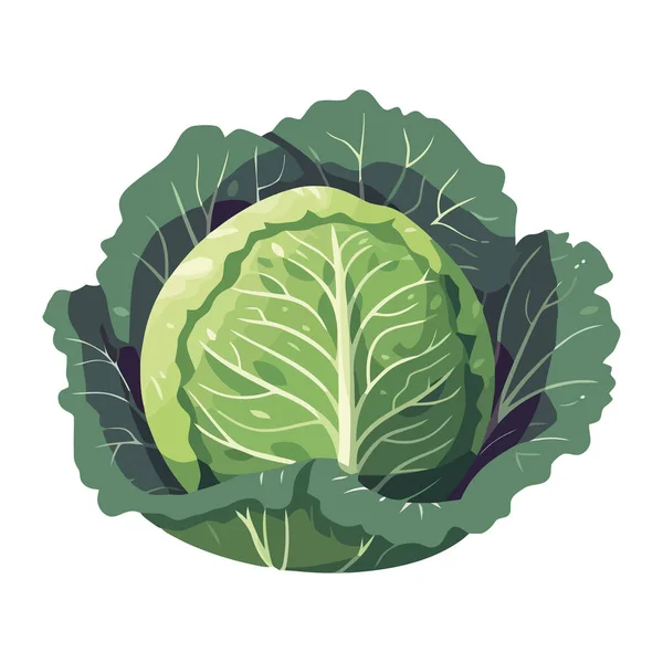 Frisches Bio Gemüse Grünkohl Symbol Isoliert — Stockvektor