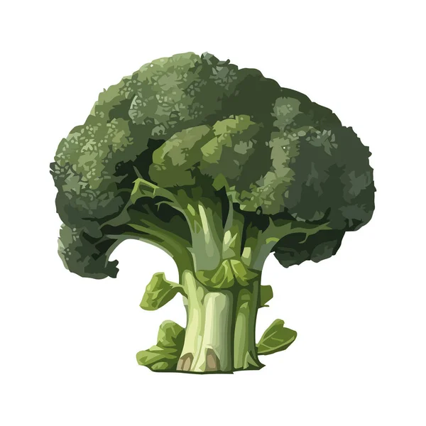 Fresh Broccoli Healthy Eating Icon Isolated — Stock Vector