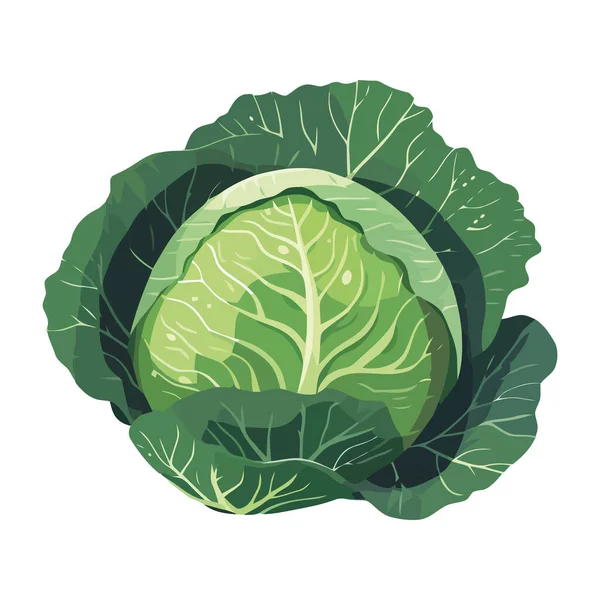 Свіжий Вегетаріанський Салат Капусти Ікона Літньої Гастрономічної Їжі Ізольовано — стоковий вектор